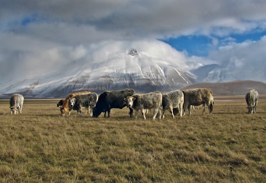 herd of cows eating grass in Castelluccio Italy