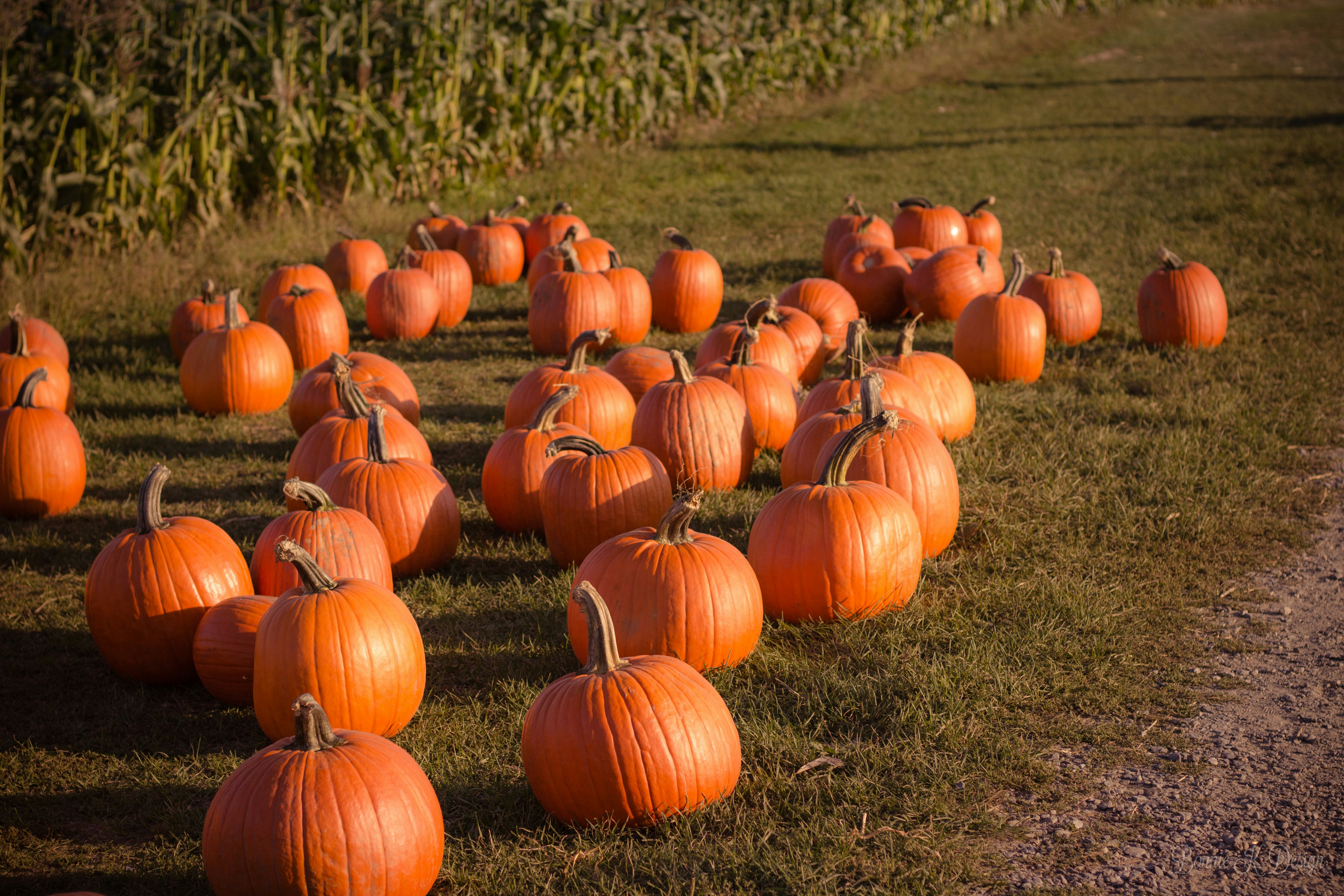 photography of pumpkins on ground at daytime