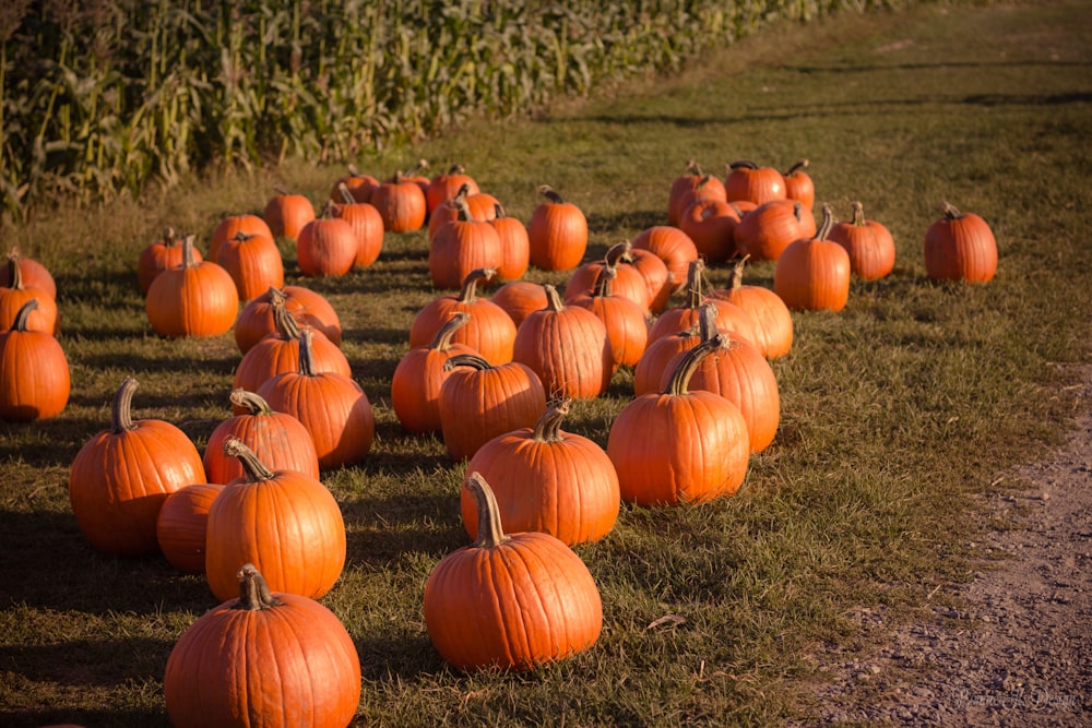 photography of pumpkins on ground at daytime