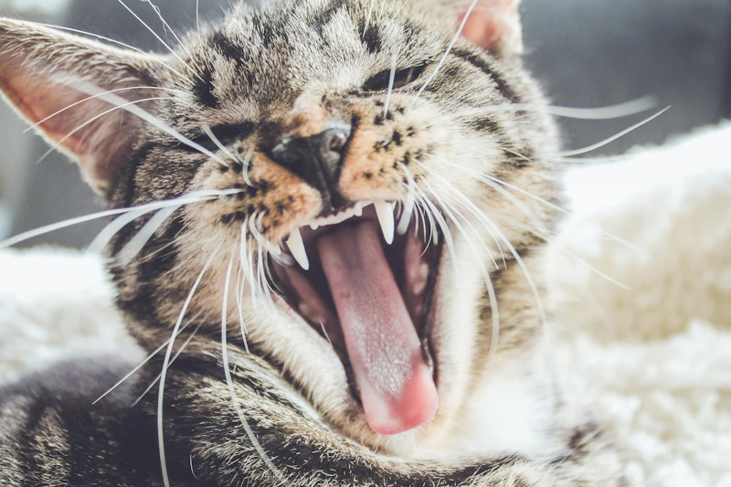 猫の口腔ケア