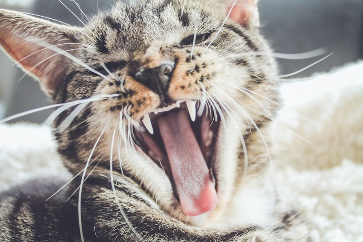 Why cats become so aggressive?