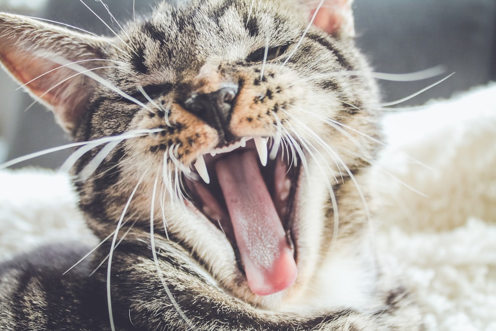 yawning brown tabby kitten