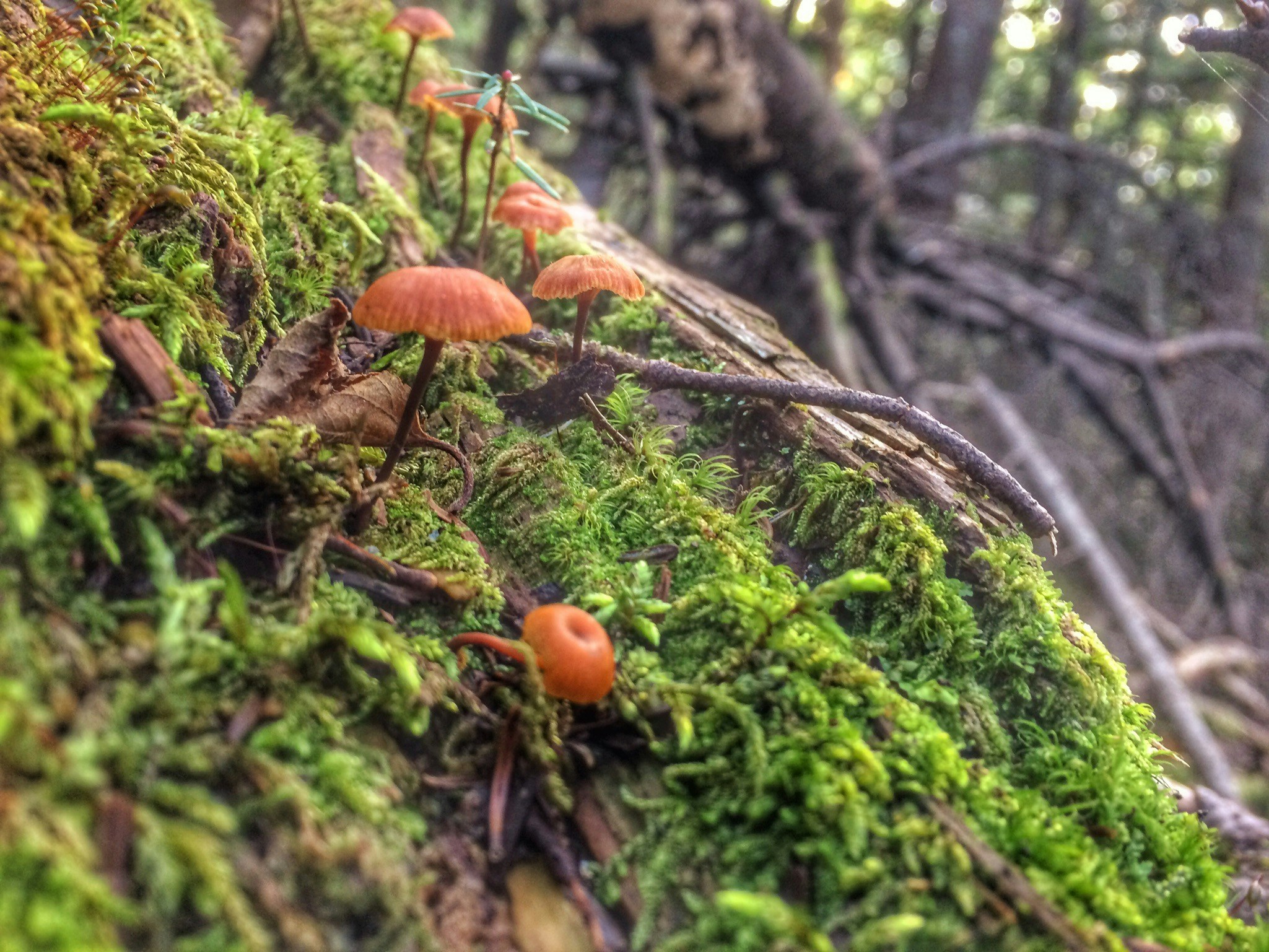 Free Unsplash photo from Maria Soledad