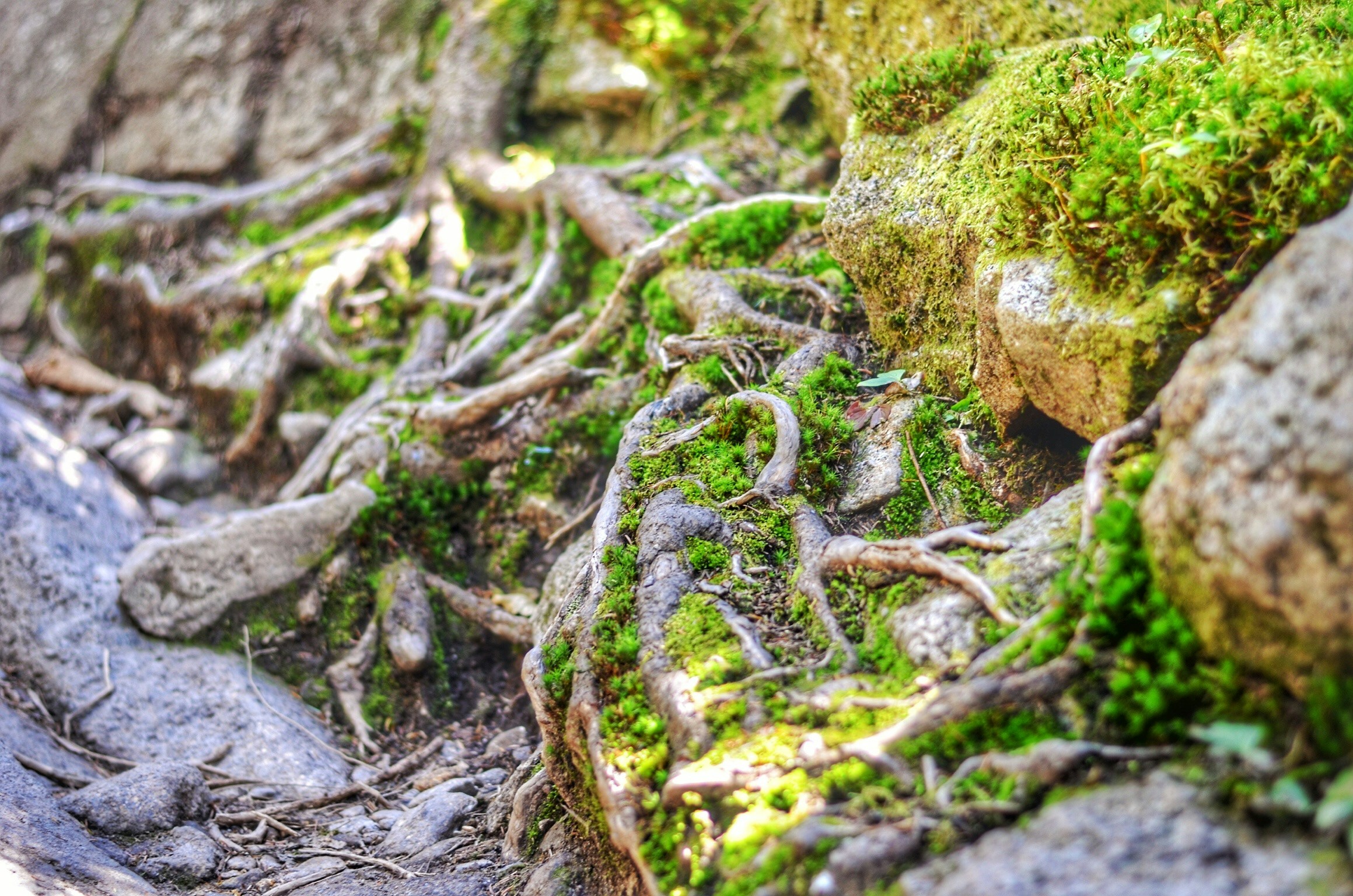 Free Unsplash photo from Maria Soledad