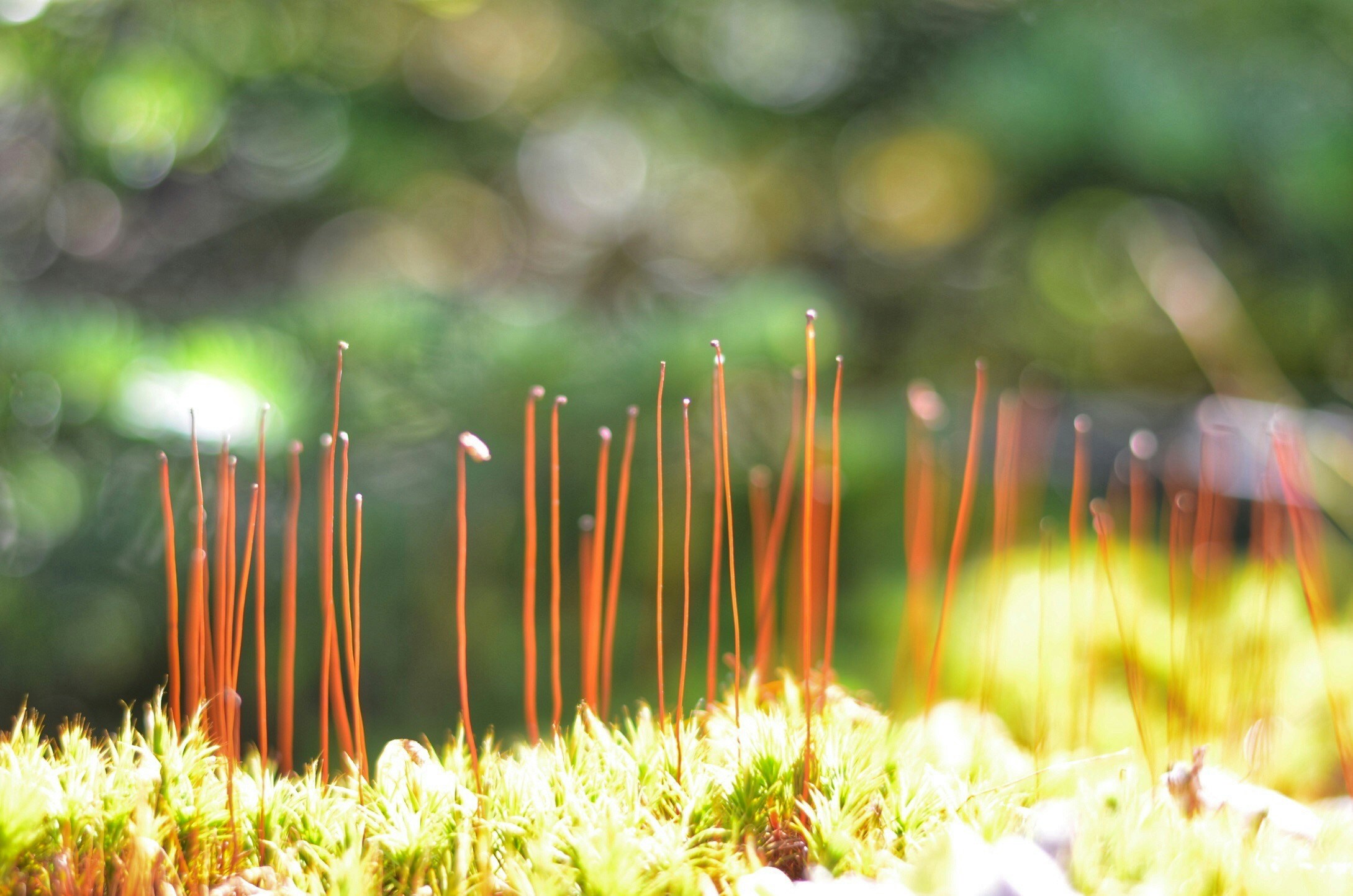 Free Unsplash photo from Maria Soledad