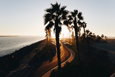 silhouette of trees near ocean during sunset san diego teams background