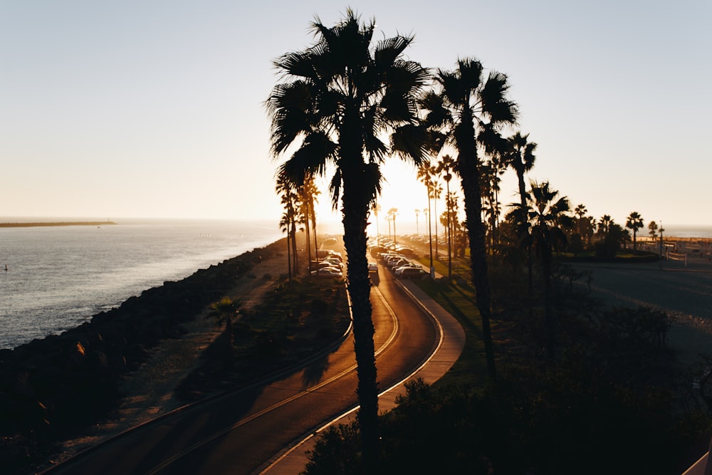 silhouette of trees near ocean during sunset