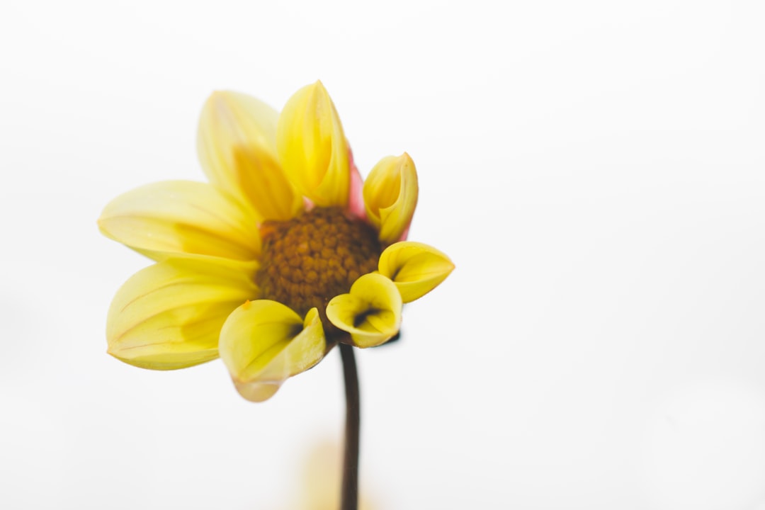 sunflower on white background