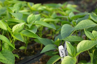 Young green plants with vibrant leaves that are growing closely together in a soil-filled tray. The leaves appear fresh and healthy, indicating a thriving environment. A small white label with writing is partially visible among the plants.