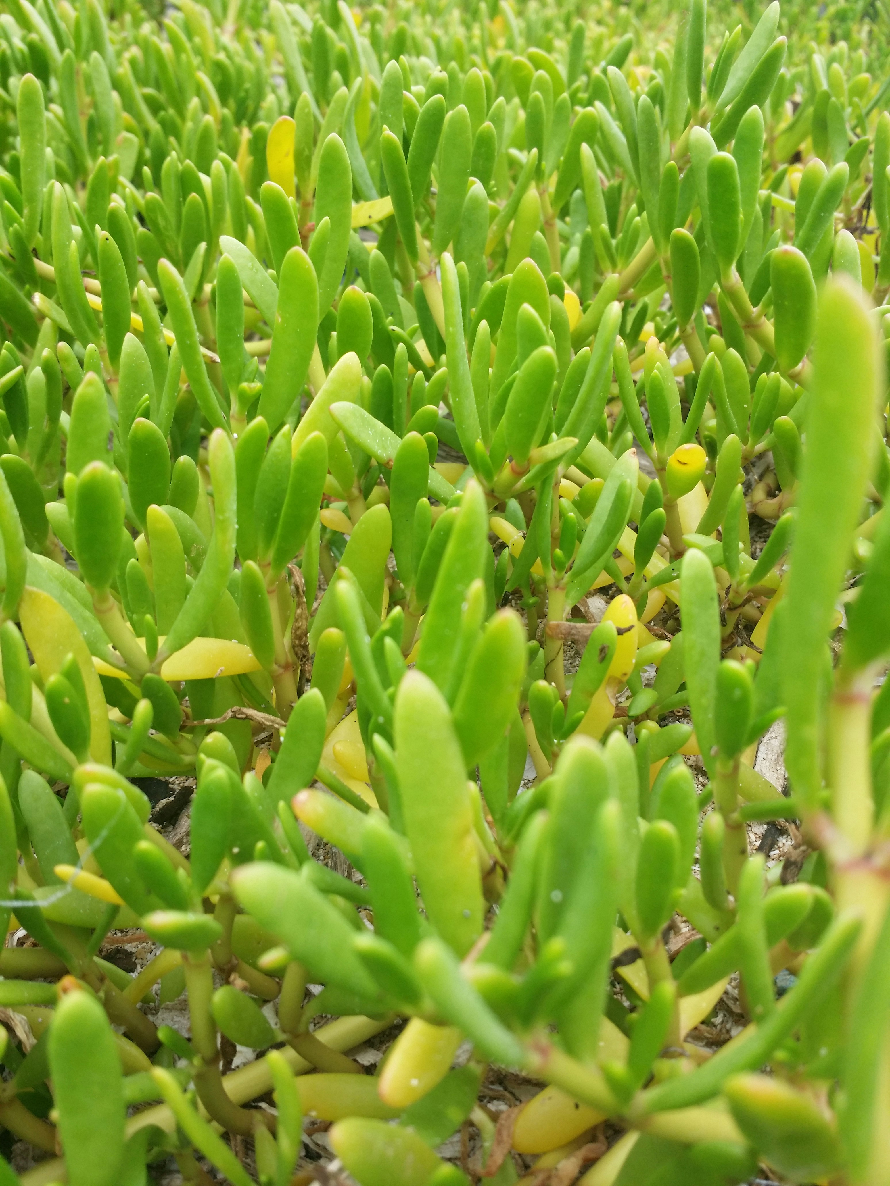 Free Unsplash photo from Shendon Whyte