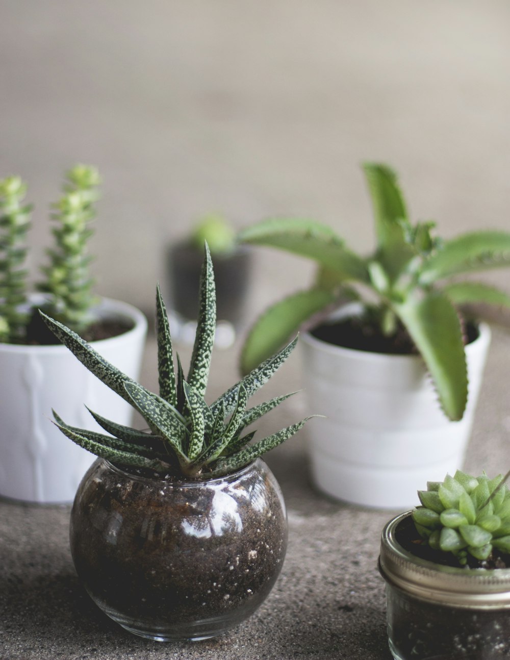 green plants on pots