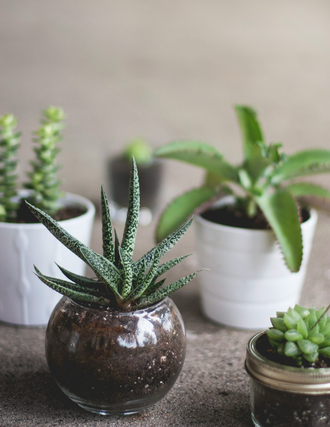 green plants on pots