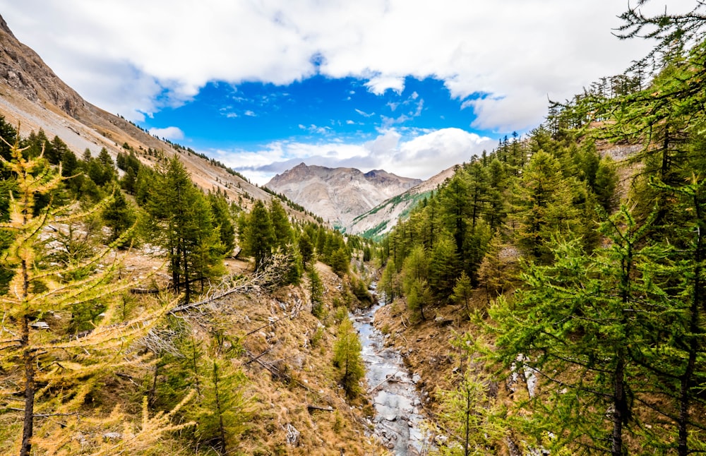 aerial photography of river surrounded by trees