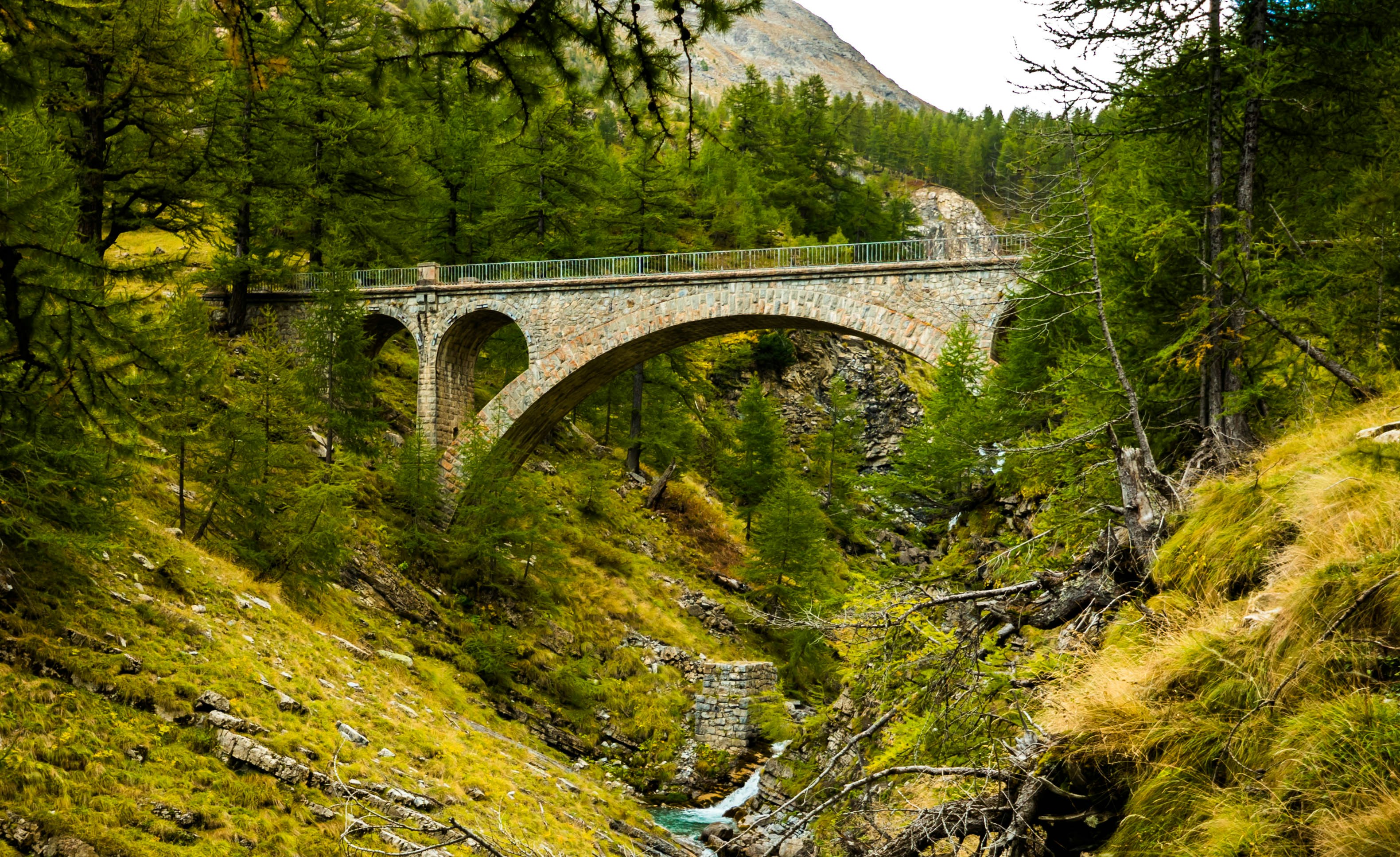 green trees near gray bridge