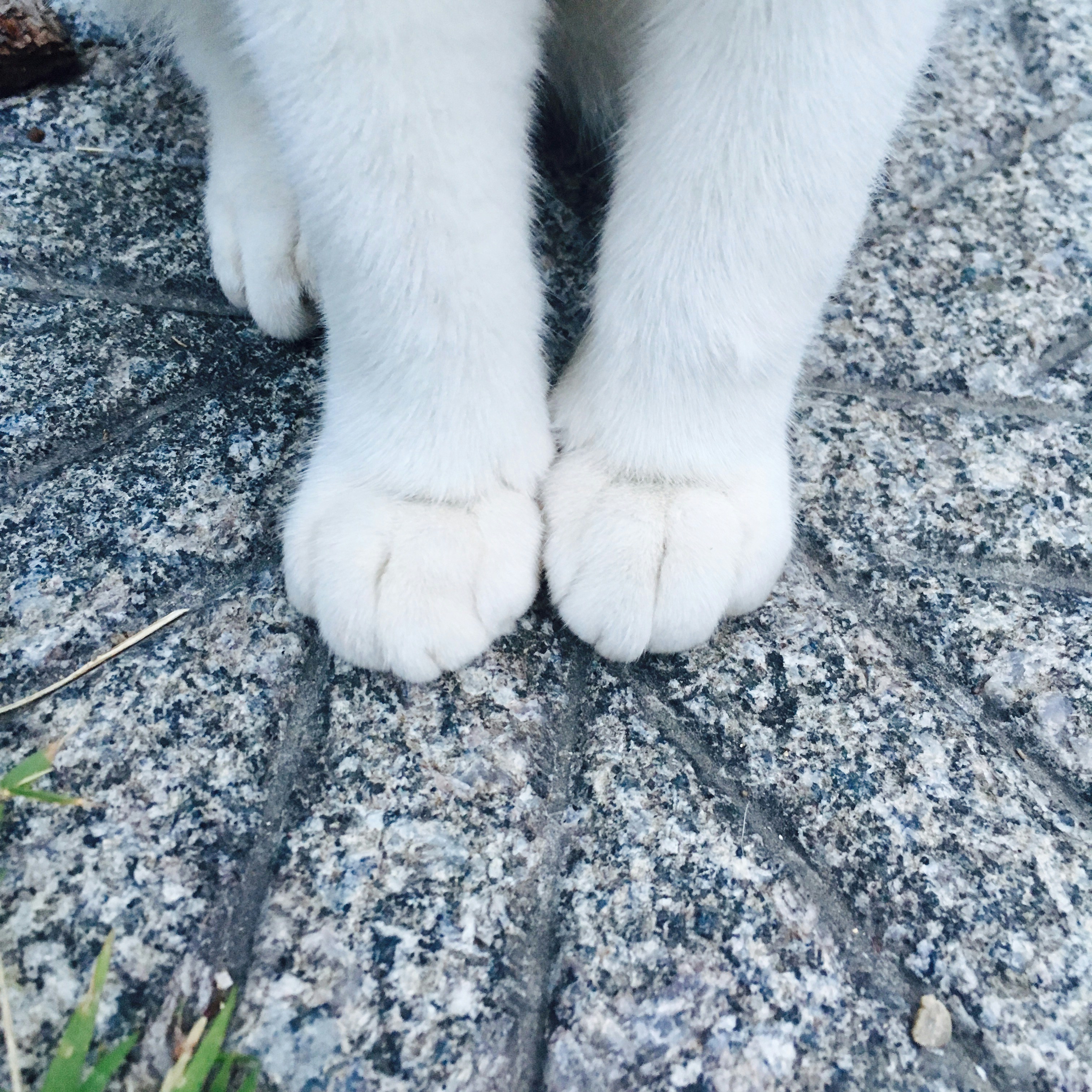 Free Unsplash photo from Irish Lee