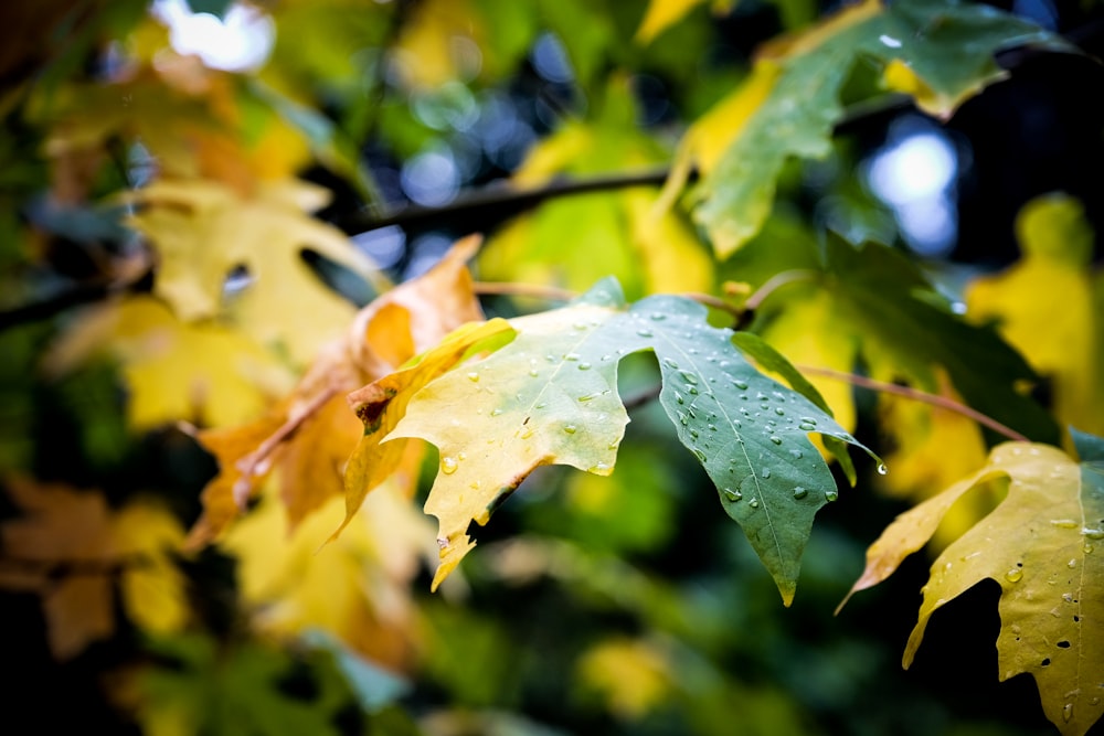 shallow photography of green leaf