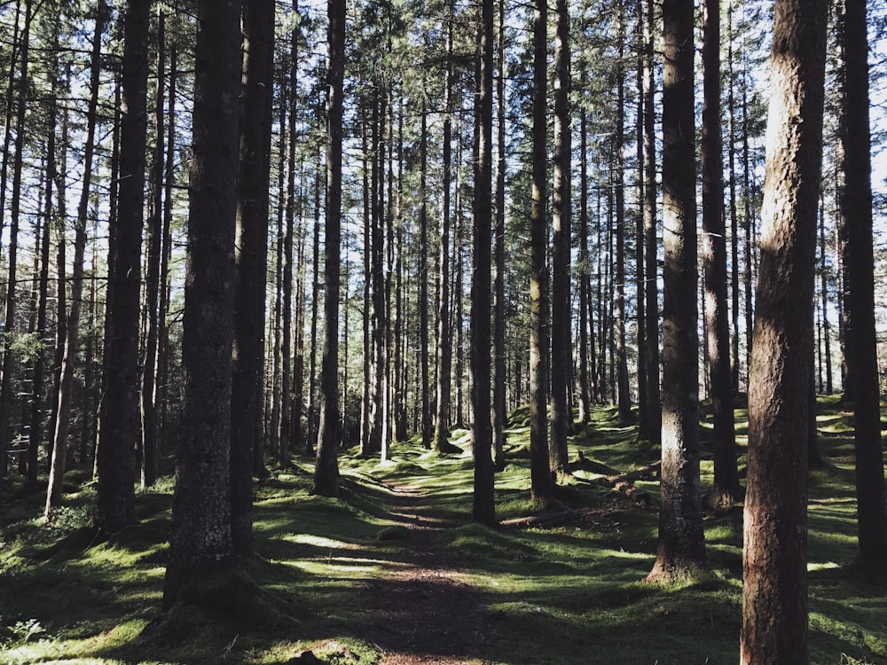 forêt pendant la journée