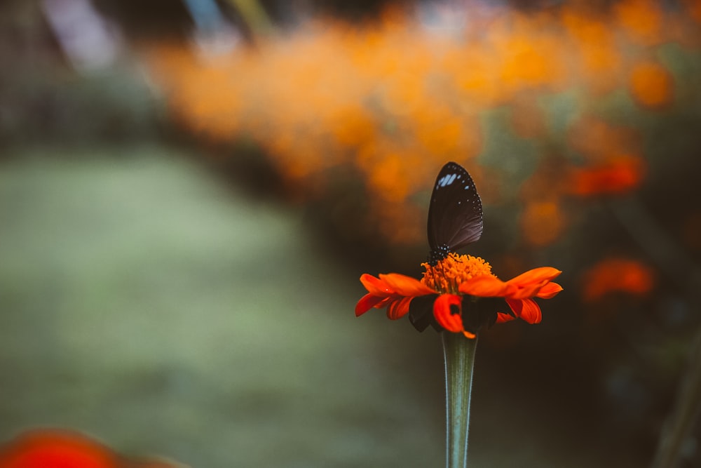 Fotografía de enfoque superficial de mariposa negra en flor de pétalo rojo