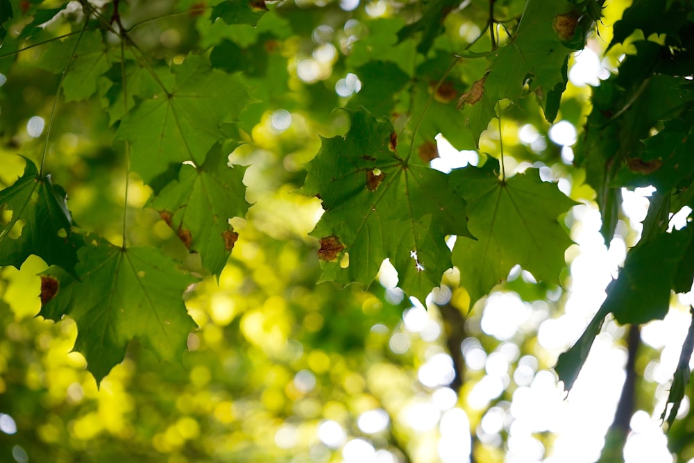 selective focus photo of green leafed plant