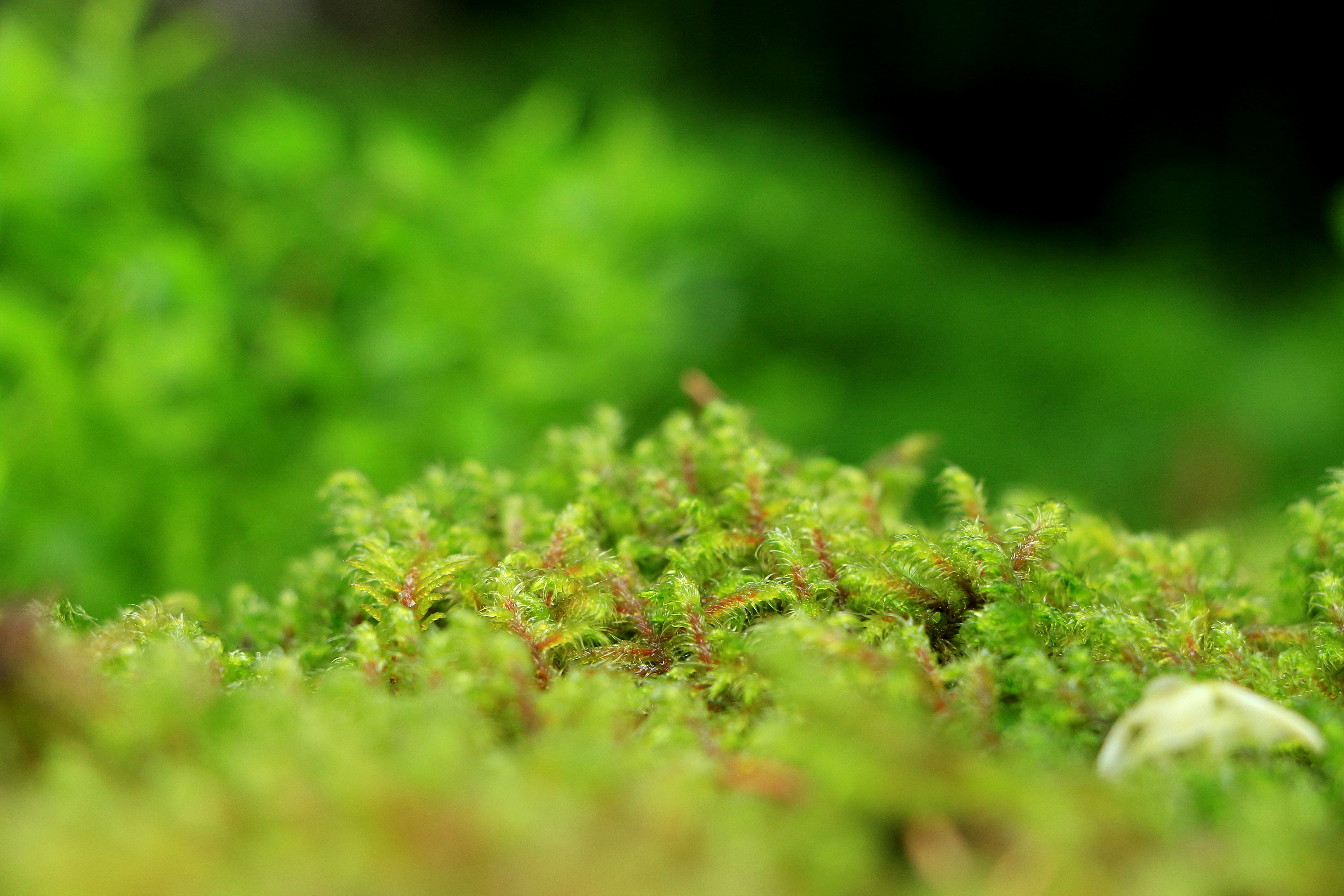 Free Unsplash photo from Chris Petrow