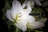 A close-up of a white lily flower with prominent petals and a delicate yellow-green center. The surrounding foliage consists of dark green leaves, providing a contrasting backdrop to the bright flower.