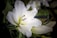 A close-up of a white lily flower with prominent petals and a delicate yellow-green center. The surrounding foliage consists of dark green leaves, providing a contrasting backdrop to the bright flower.
