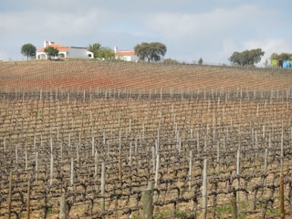 A vineyard stretches across a rolling hill with rows of grapevines. A white farmhouse with a red roof sits at the top of the hill, surrounded by greenery and a few trees. The sky above is partly cloudy.