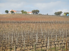 A vineyard stretches across a rolling hill with rows of grapevines. A white farmhouse with a red roof sits at the top of the hill, surrounded by greenery and a few trees. The sky above is partly cloudy.