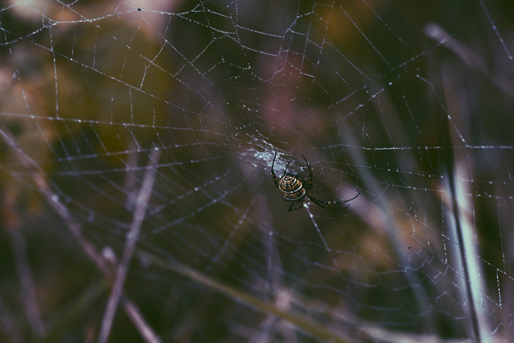 A spider in his web.