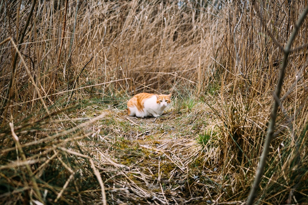 adult orange tabby cat surrounded by dried plants