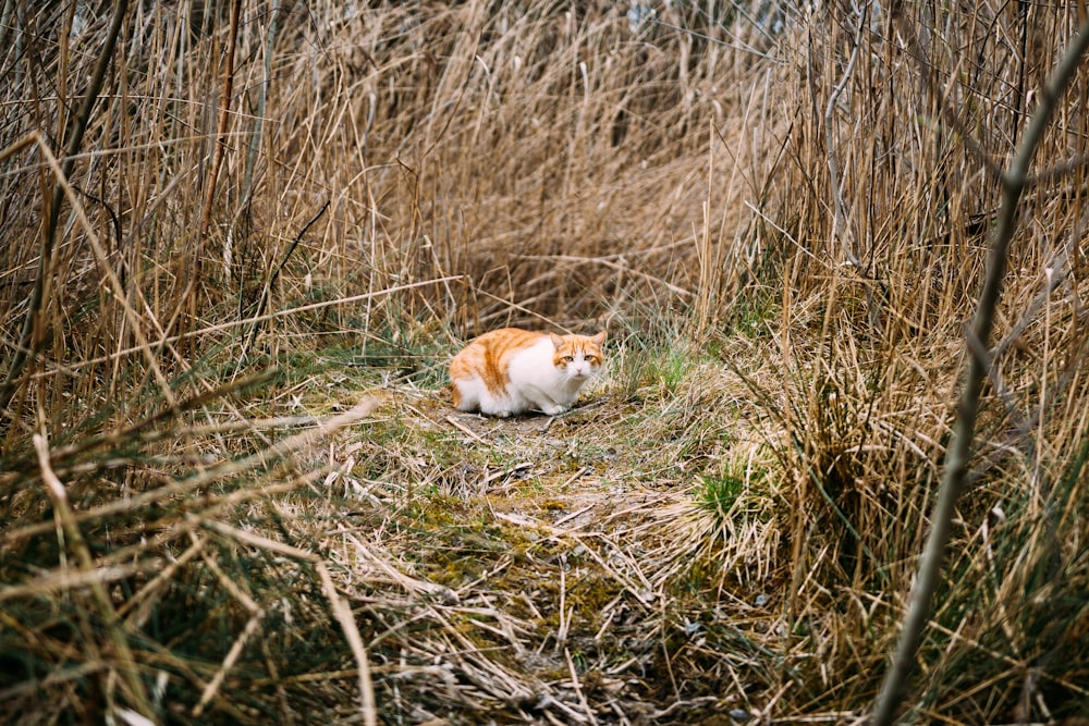 乾燥した植物に囲まれた大人のオレンジ色のぶち猫