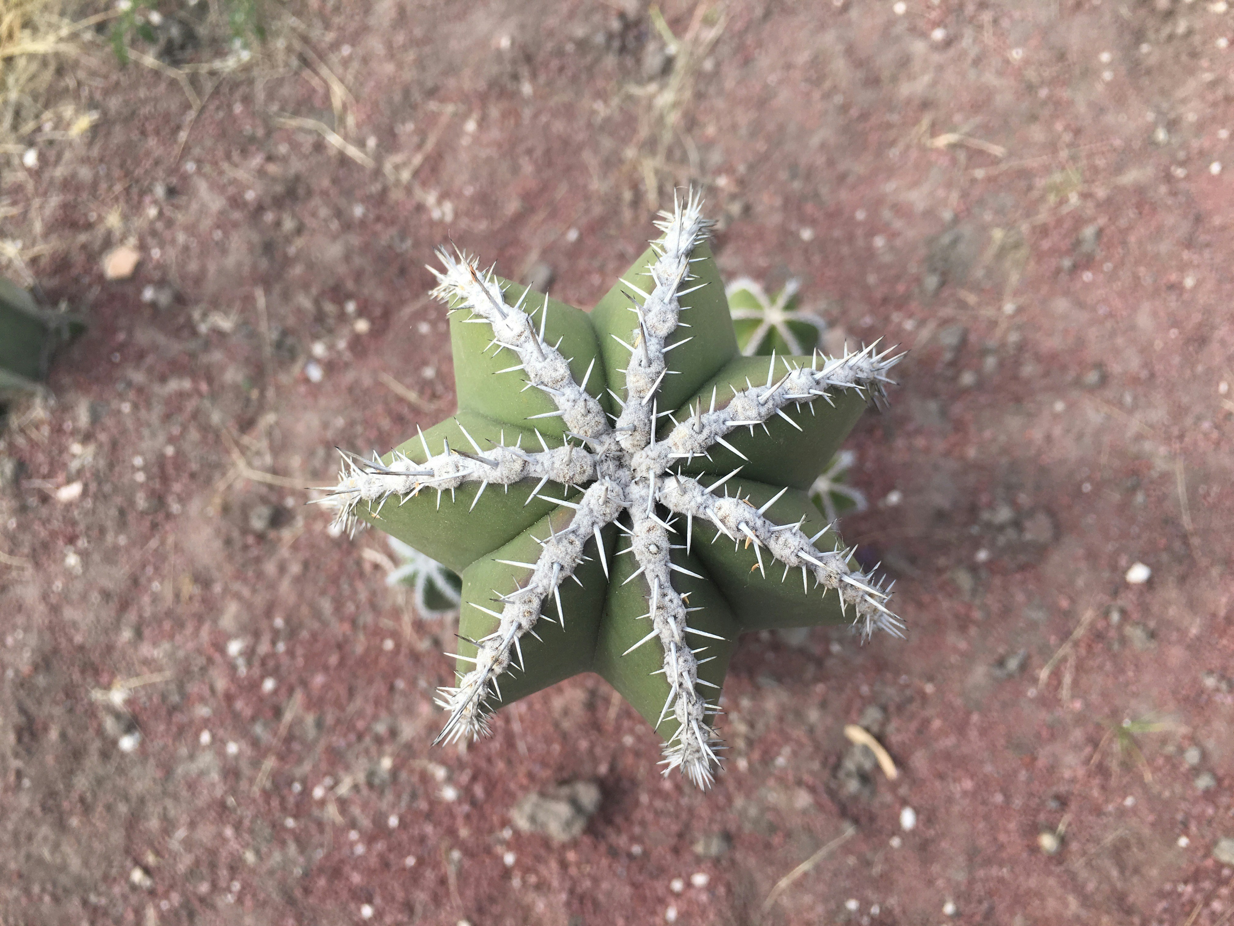 Free Unsplash photo from laura guzman