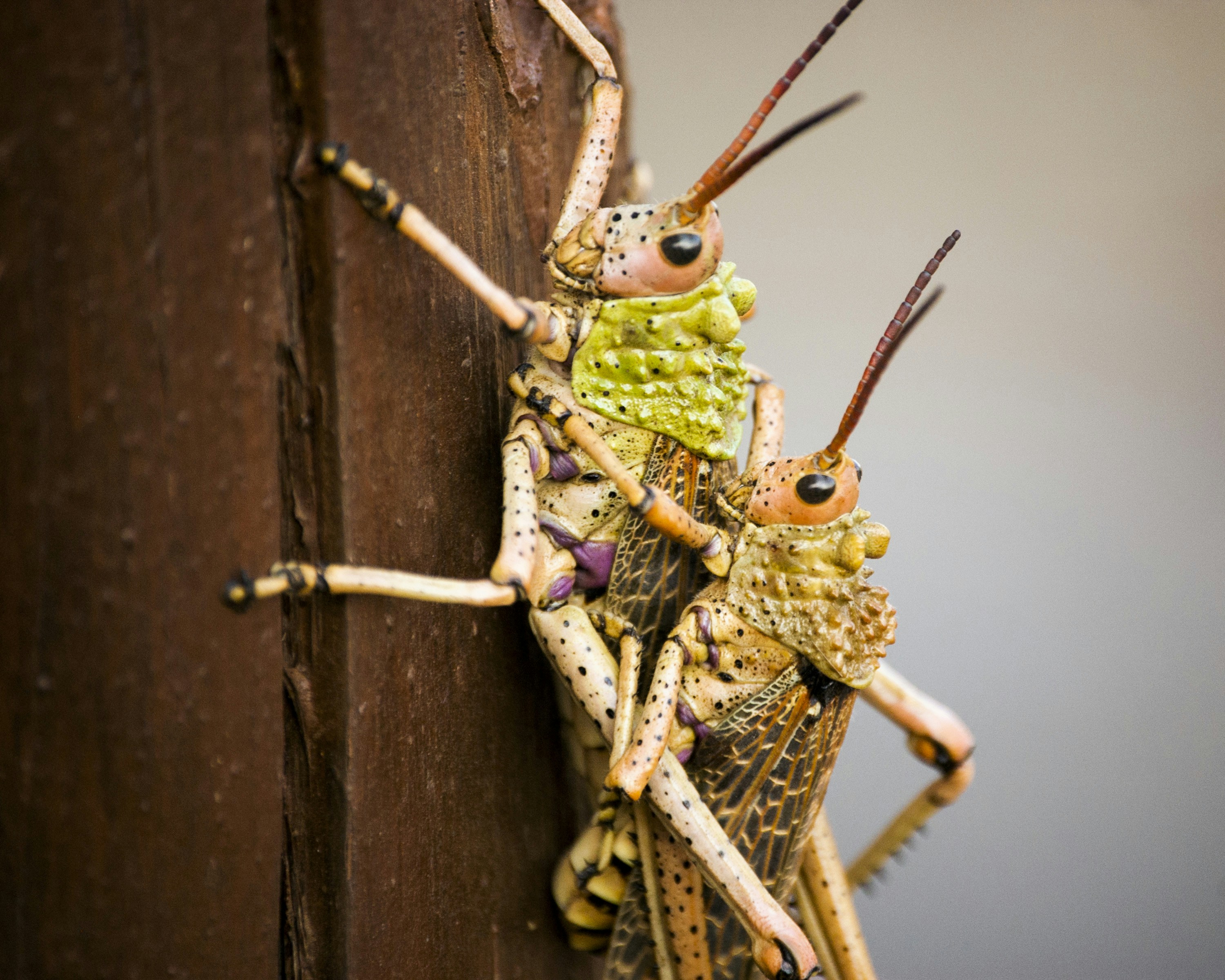 Free Unsplash photo from Kevin Folk