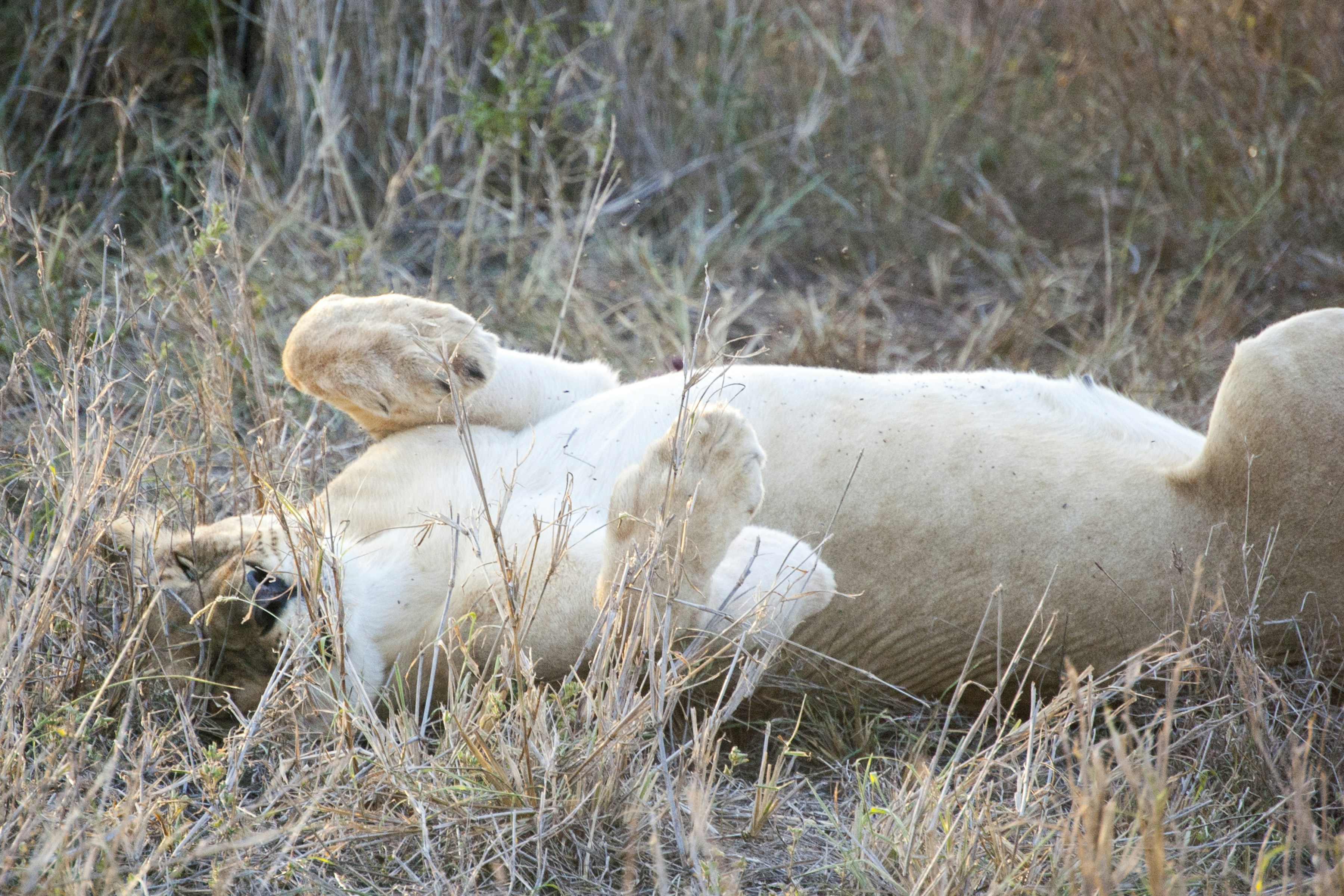 Free Unsplash photo from Kevin Folk