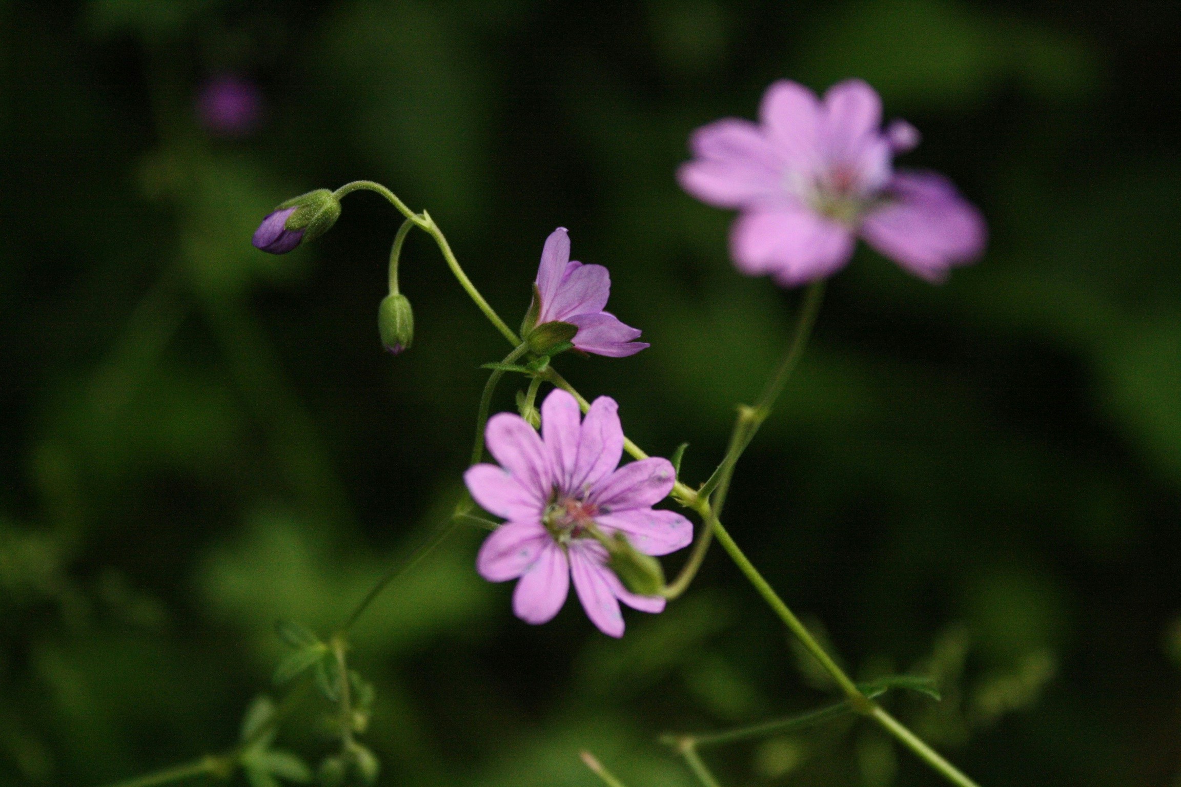 Free Unsplash photo from Cassidy Ann