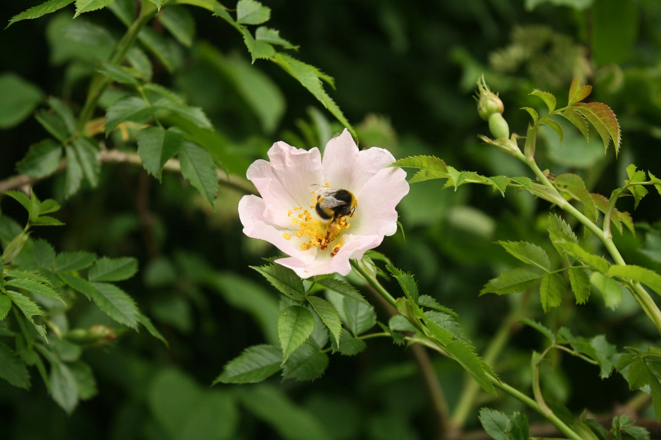 Free Unsplash photo from Cassidy Ann