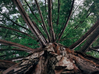 Close-up of advanced canopy diagnostics equipment scanning a tree's structure