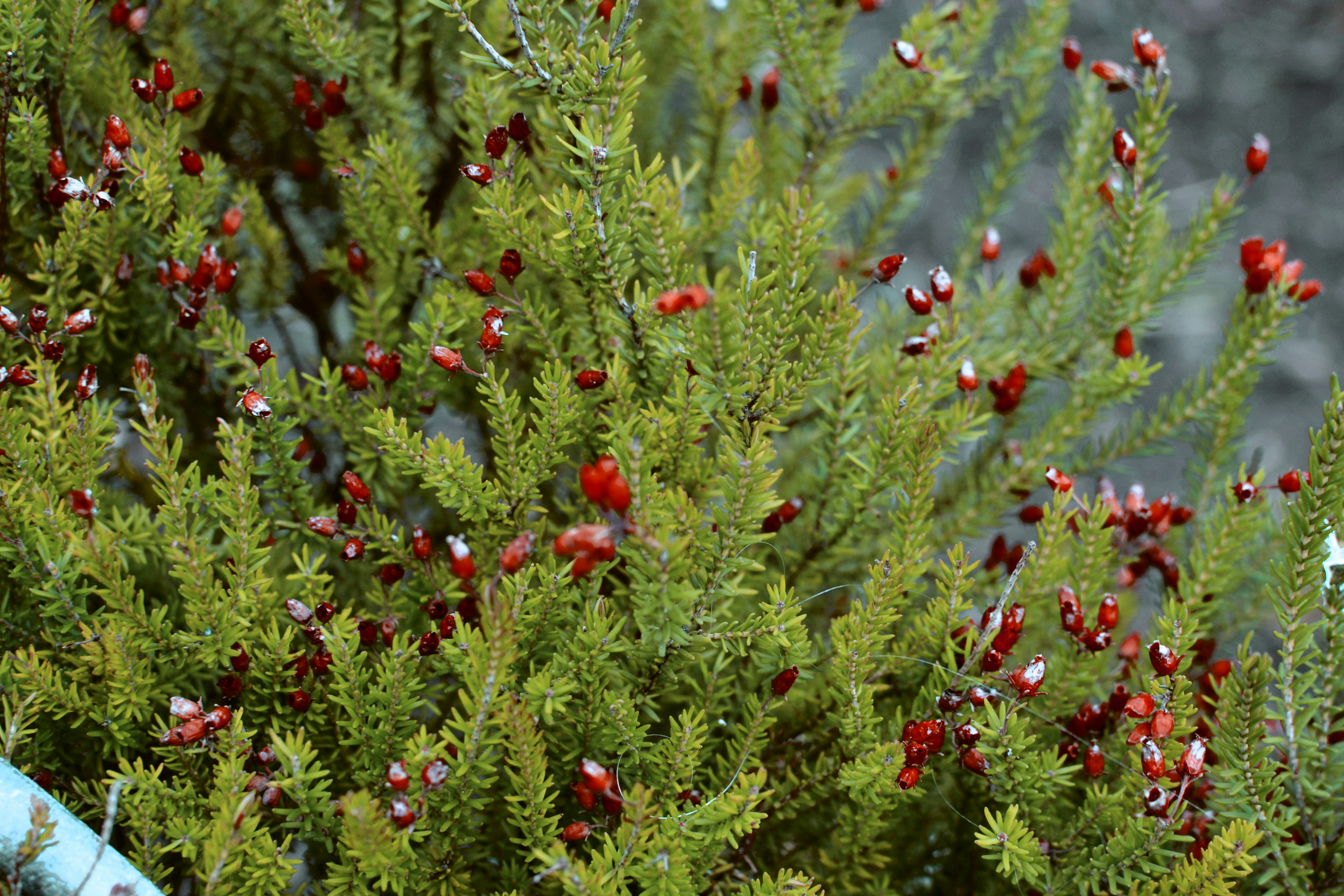 Free Unsplash photo from Rocío Fuhr