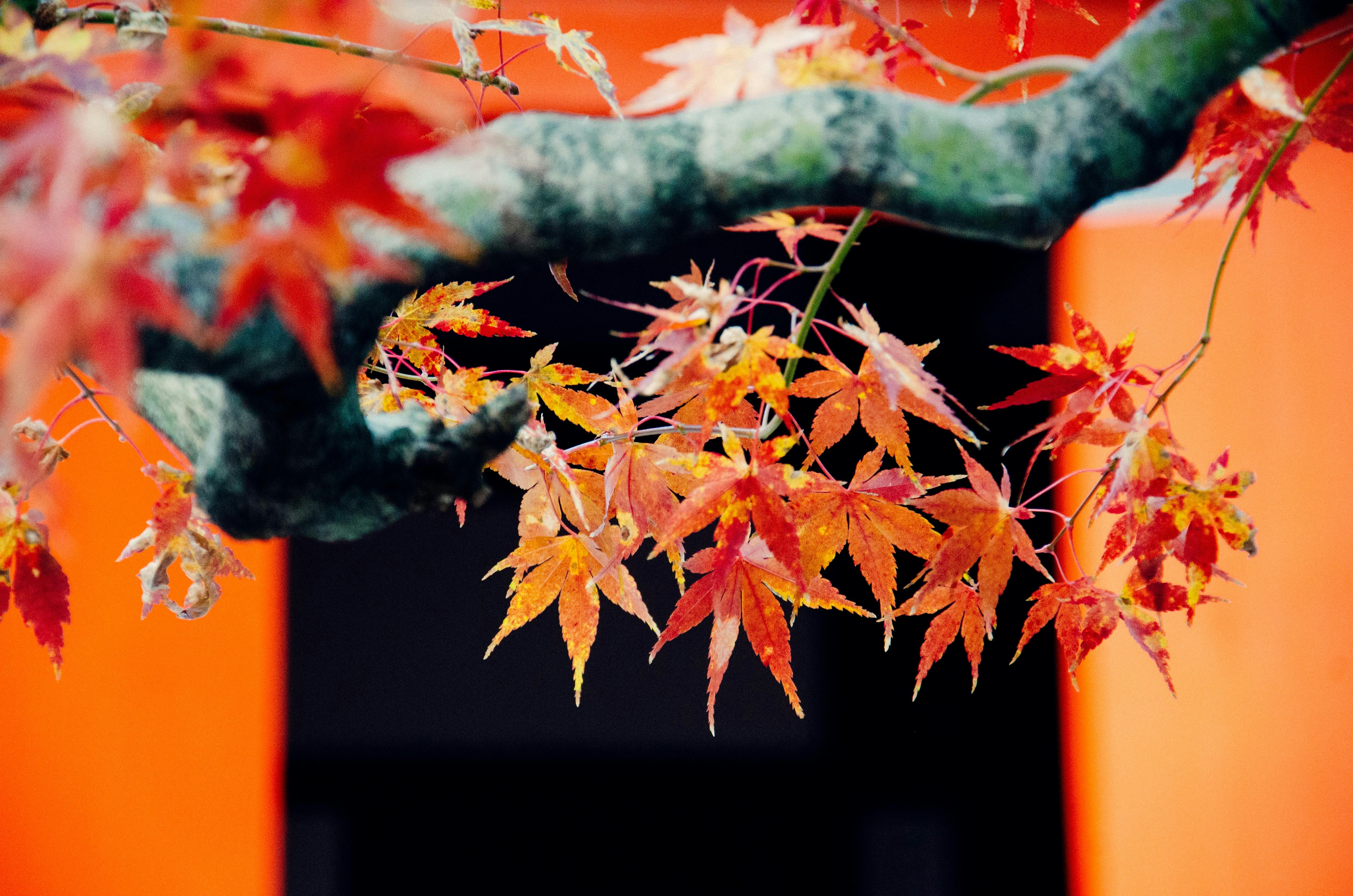 Free Unsplash photo from Lan Pham