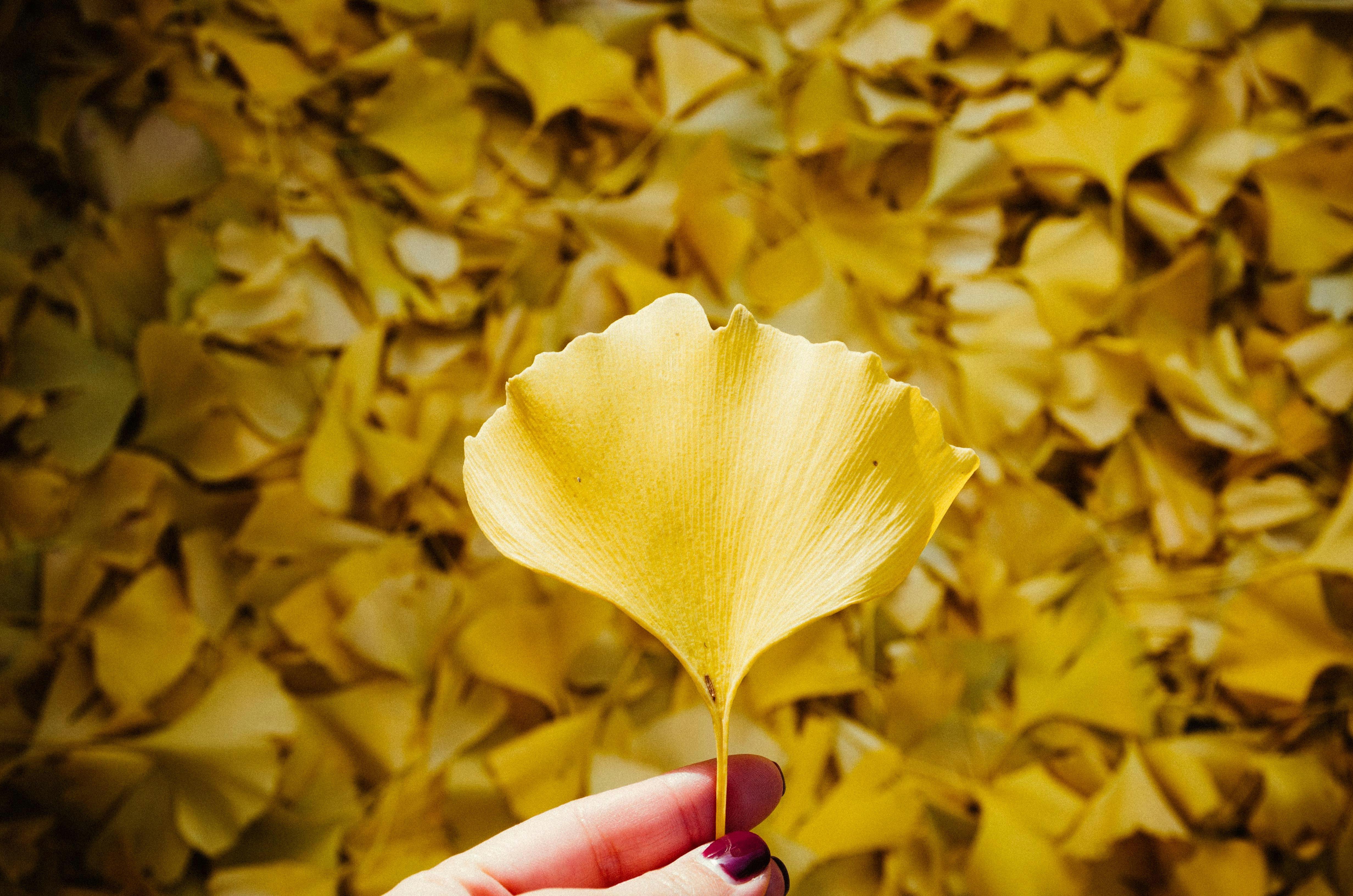 Free Unsplash photo from Lan Pham