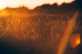 green grass during golden hour