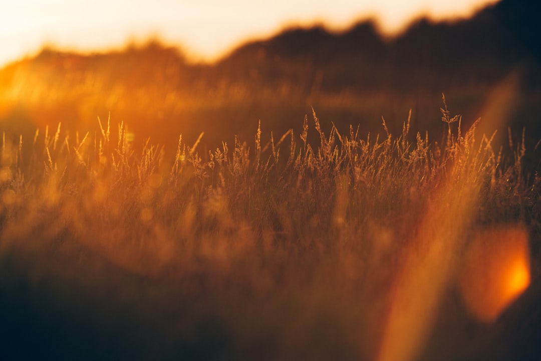 green grass during golden hour