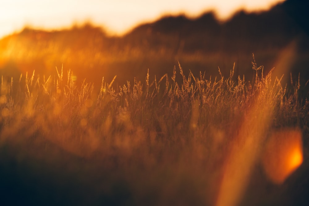 green grass during golden hour