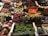 A colorful display of various fresh vegetables is arranged in wooden crates at a market stand. There are multiple varieties of carrots, turnips, radishes, and other root vegetables. Each crate has a small sign indicating the type of vegetable, its price, and its country of origin, primarily France. The arrangement is orderly, showcasing a lively and abundant selection.