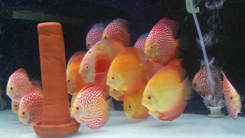 Discovering the Beauty of Premium Discus Fish