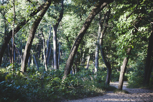 Action-packed scene from an adventure game featuring a character exploring a lush forest