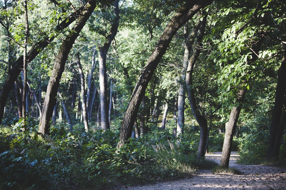 green leafed trees