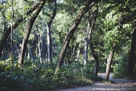 A dense forest scene with tall trees and lush green foliage. Sunlight filters through the canopy, creating patches of light and shadow on the forest floor. A path winds its way through the trees, inviting exploration.