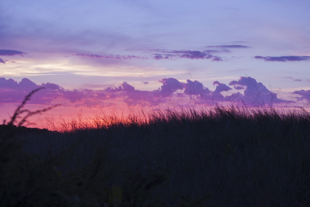 silhouette of grass during golden hour