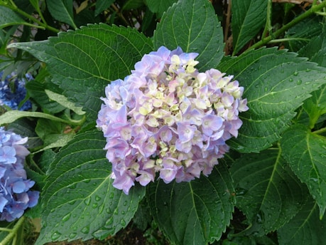 A cluster of vibrant hydrangea flowers is surrounded by lush, green leaves covered in water droplets. The petals exhibit a gradient of colors, mostly purple with hints of blue and pink, creating a rich, natural texture.